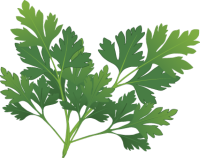 fresh parsley